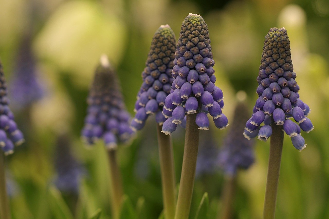 Kertészkedés, február, természet