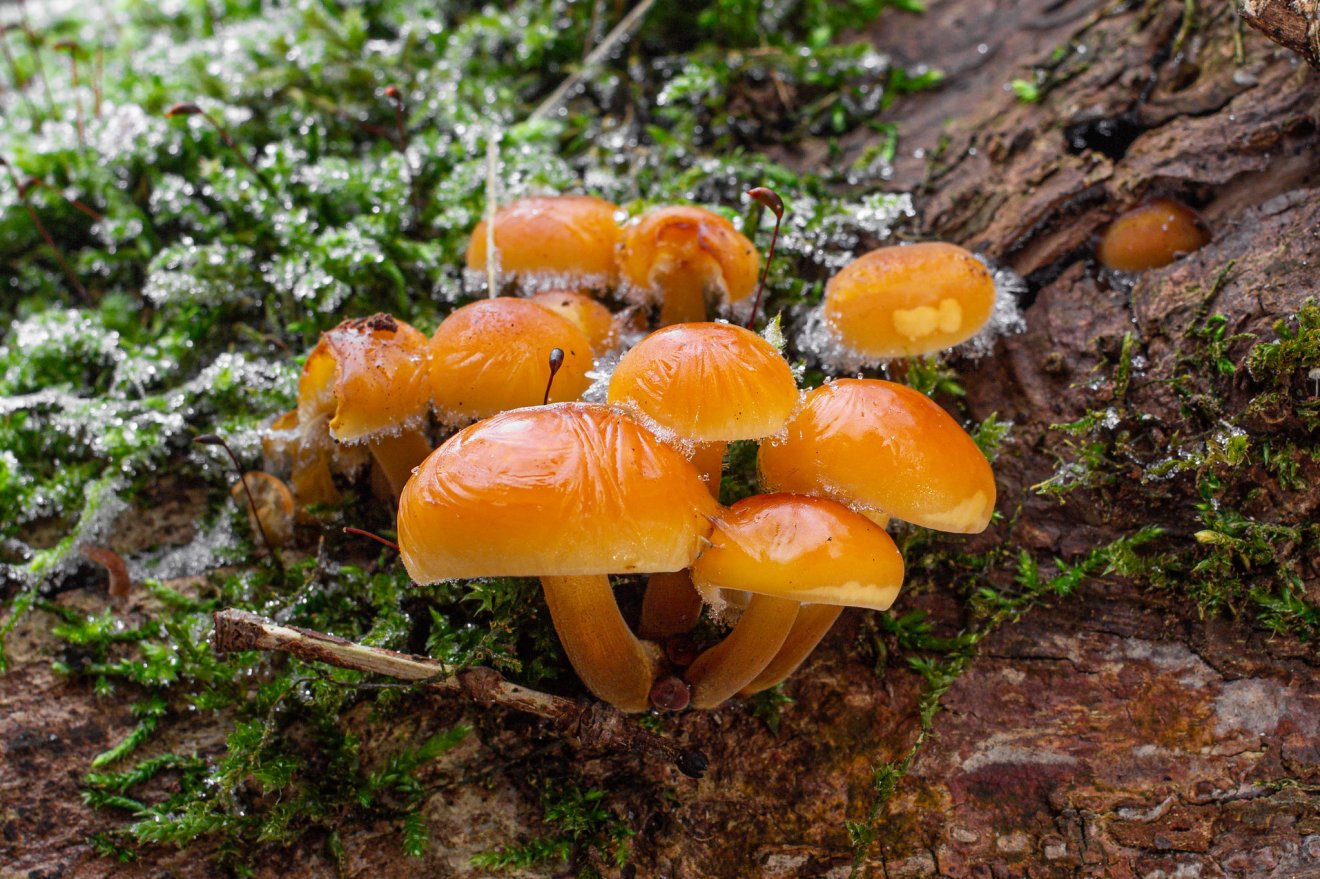 gomba, vadon, kosár