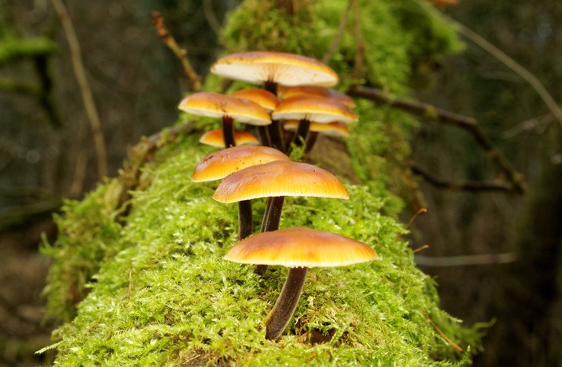 gomba, vadon, kosár