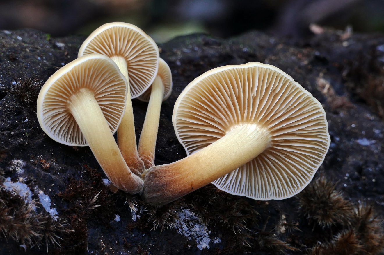 gomba, vadon, kosár