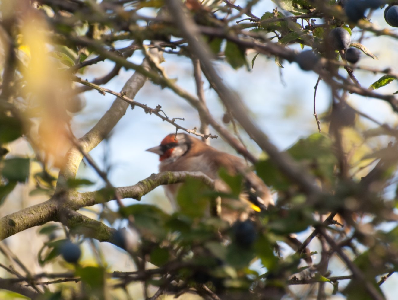 kökény, gyűjtögetés, természet, vadóka, kosár