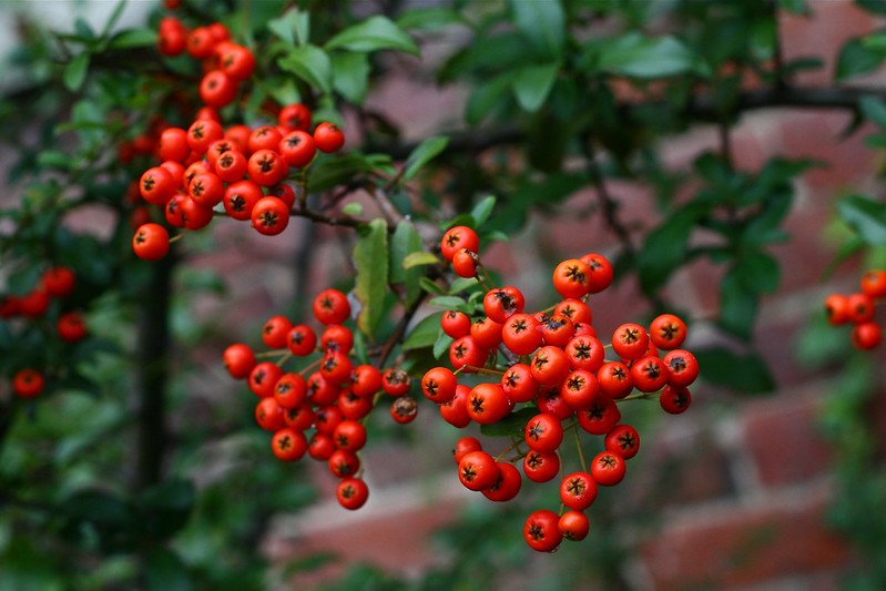 etetés, tél, vadóka, madár