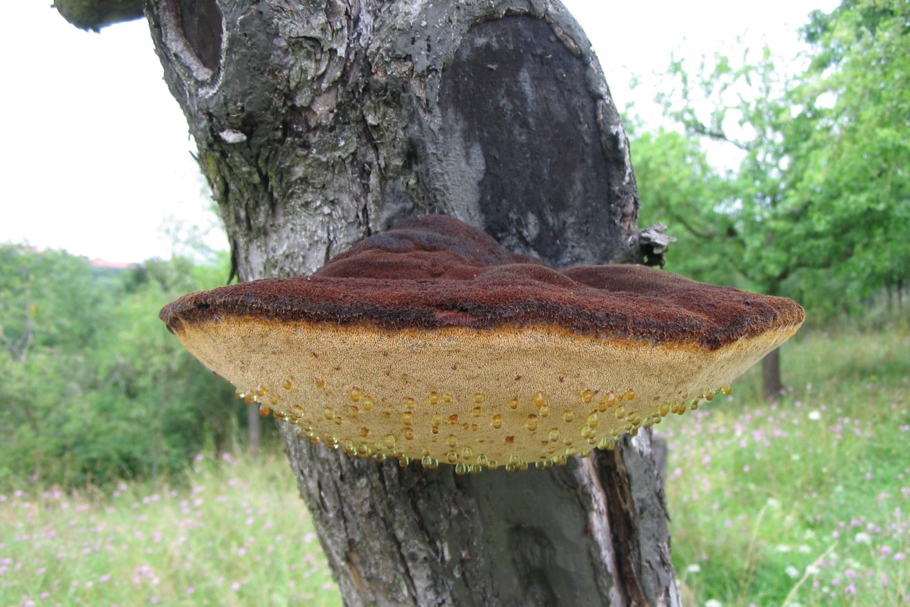gévagomba, taplógomba, kosár, csirkehús, gyűjtés, vadon