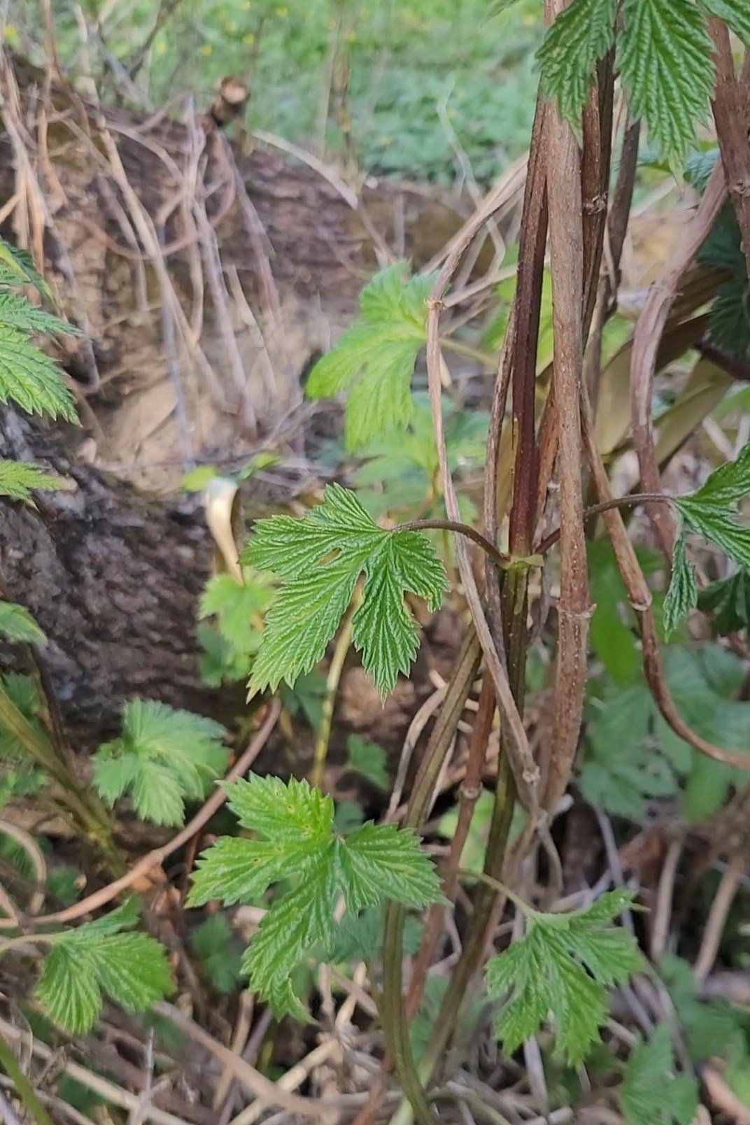 Vadklomló, vadon, természet, gyűjtés, kosár, tavasz