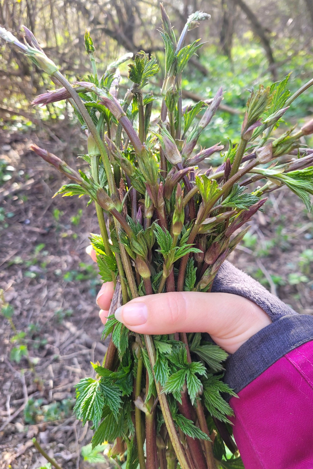 vadkomló, vadon, természet, gyűjtés, kosár, tavasz