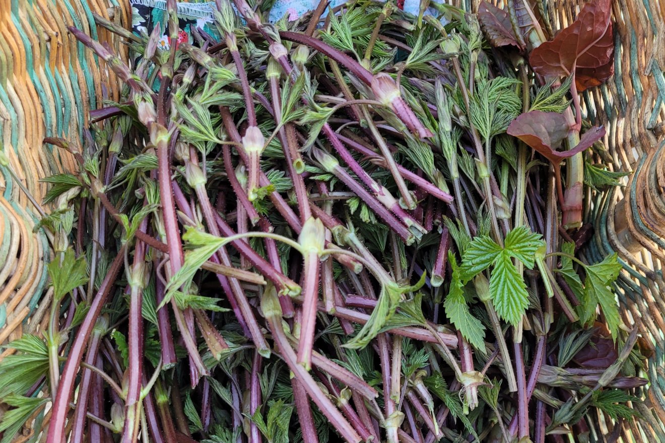 vadkomló, vadon, természet, gyűjtés, kosár, tavasz