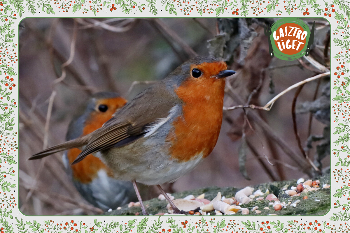 etetés, tél, vadóka, madár