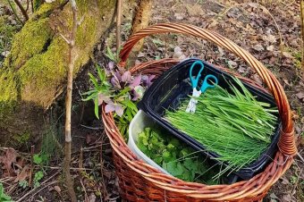 Tavaszi kincsvadászat: bajuszos hagyma és salátaboglárka a kosárban