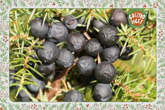 Fűszeres ízű, különleges cserjénk: a boróka