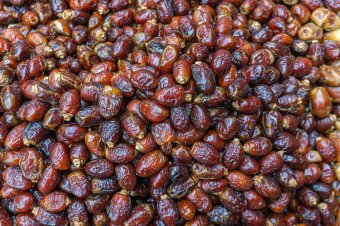 Savanykás datolya: a trendi nasi, amely pillanatok alatt elfogy