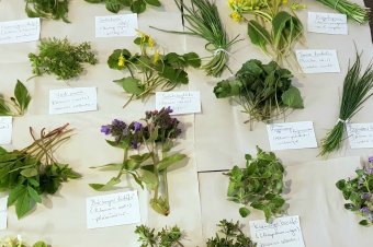 Fontos megkülönböztetni: mérgező vagy ehető?