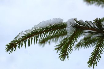 Lombhullatók és örökzöldek túlélési stratégiái