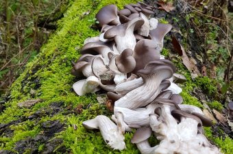 Kései laskagomba és visszaköszönő fűszernövények a kosárban