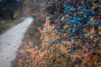 Kék a kökény, recece...