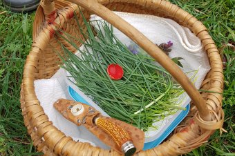 Kora tavaszi vadon termő fűszernövények