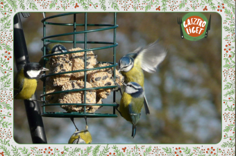 Őszapók, csuszkák, szajkók, cinegék – madáretetés télen