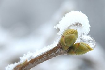 Mit tanít nekünk a természet a karácsonyi időszakban?
