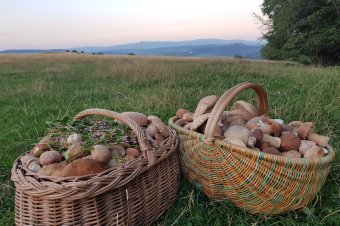 Figyelni és szeretni a természetet – az új évben is