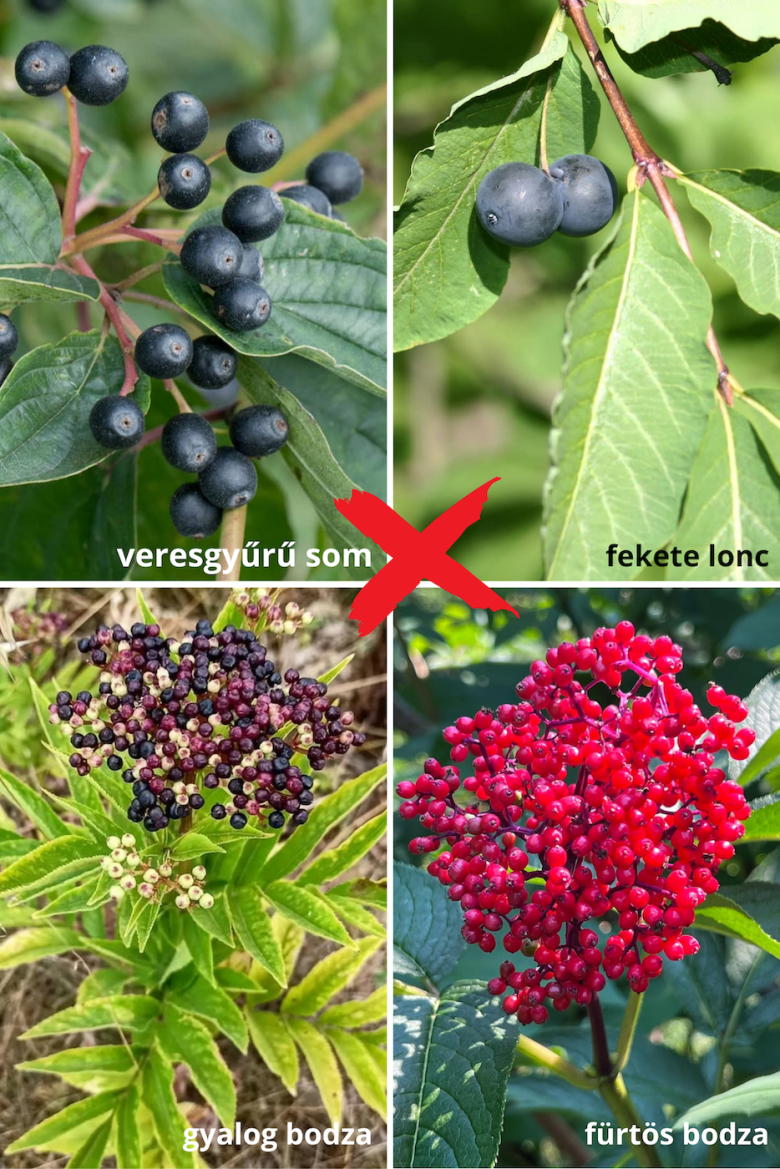 •  Fotó: Dakó Viola