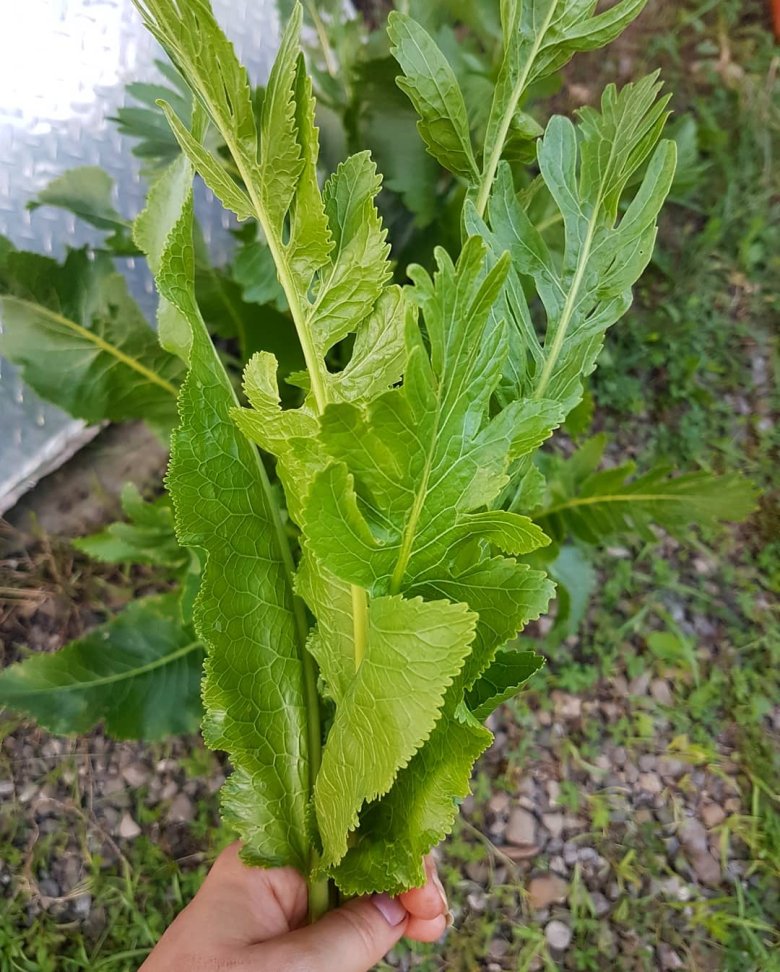 tormalevél •  Fotó: Dakó Viola