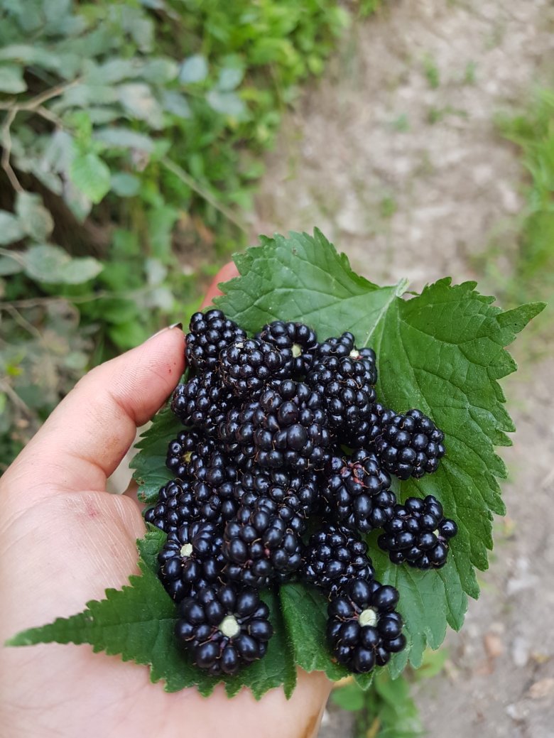 •  Fotó: Dakó Viola