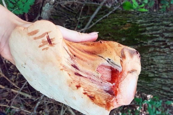 Kevésbé ismert gombafajok: sárga gereben, zsemlegomba és „vérző” májgomba
