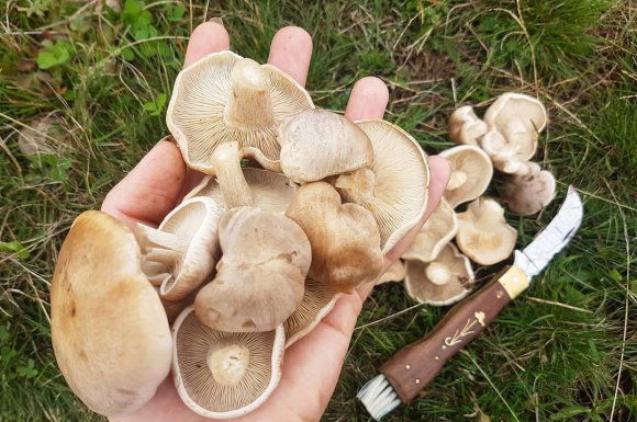 Barangolás a pereszkék között