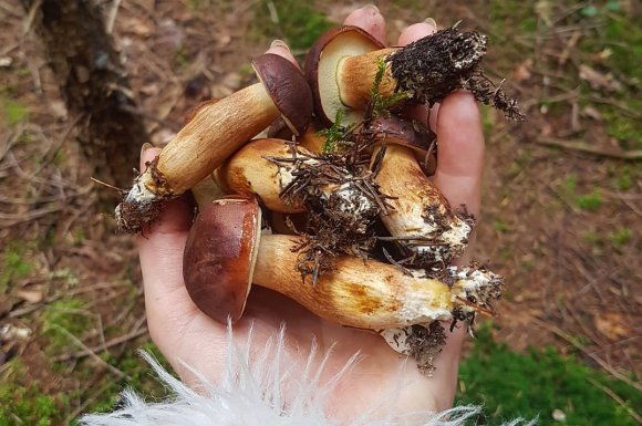 A kékülő tinóruk nyomában