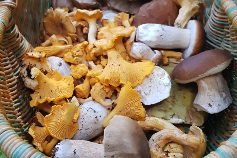 Van élet a sárga rókagombán túl is