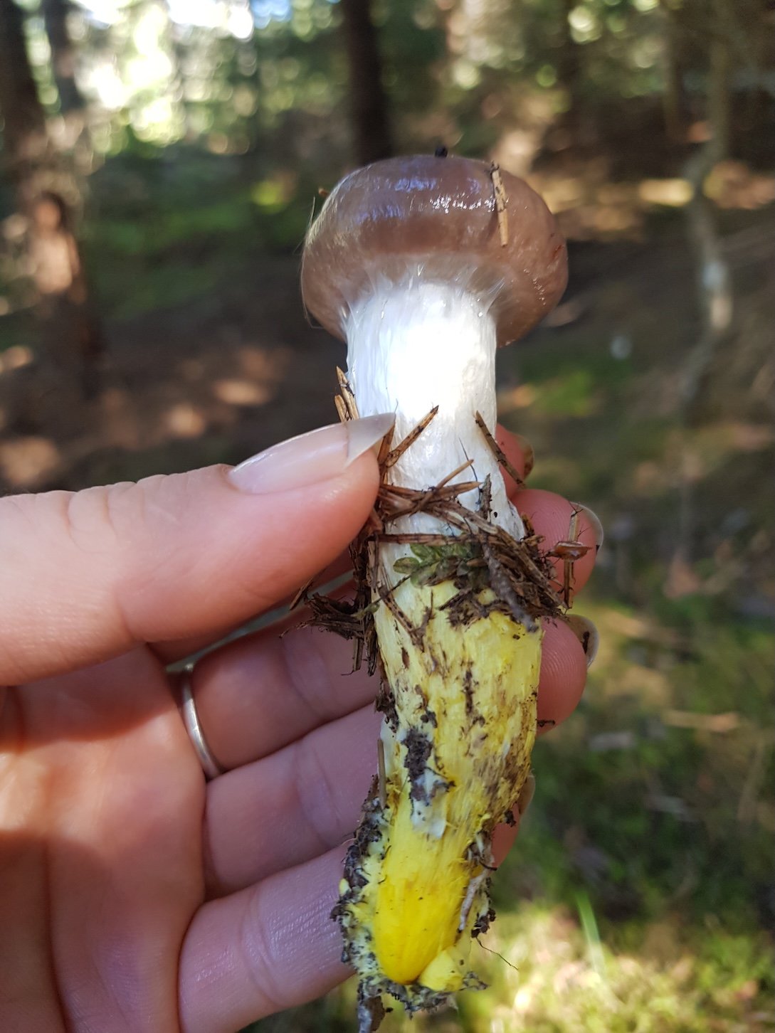 barna nyálkásgomba •  Fotó: Dakó Viola
