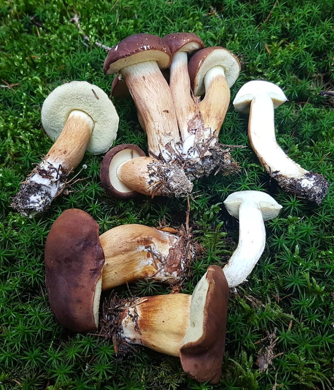 tinóru, gomba, vadóka