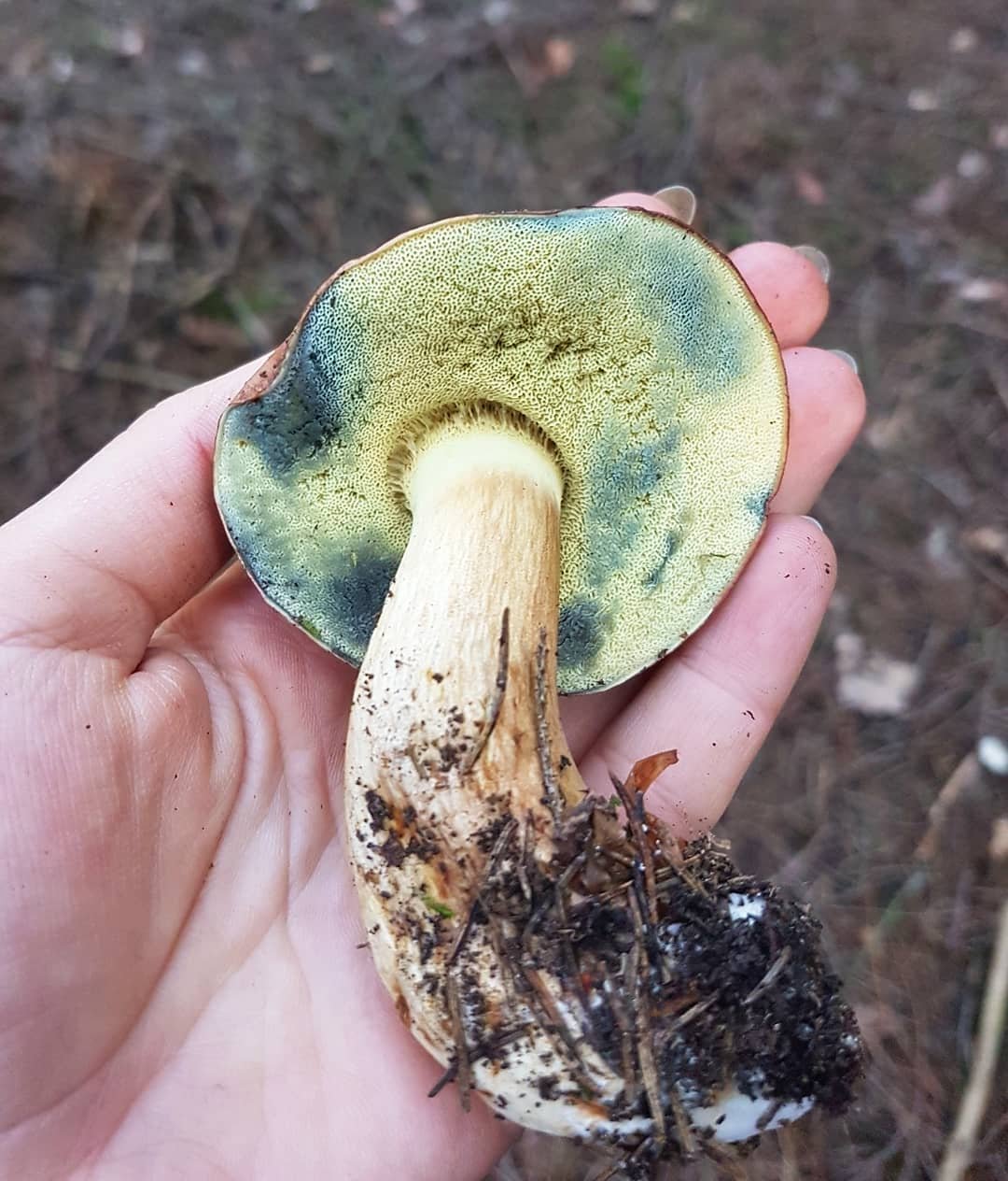 tinóru, gomba, vadóka