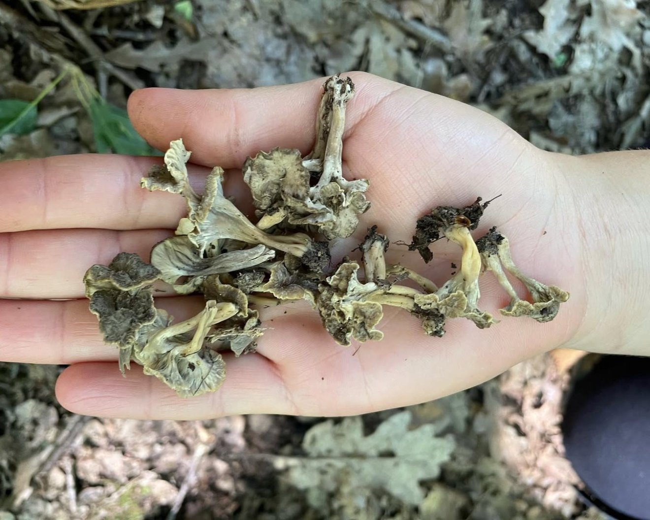 rókagomba, vadóka, gyűjtögetés, természet