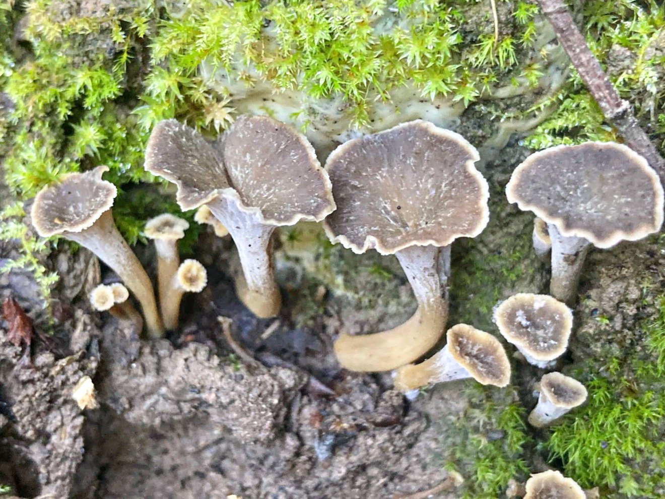 trombitagomba, kosár, vadóka