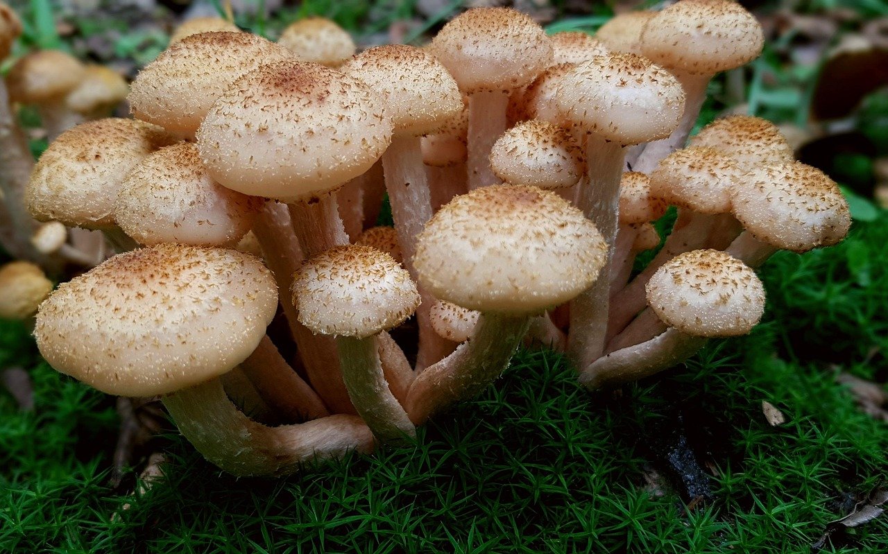tuskógomba, vadóka, gyűjtögetés