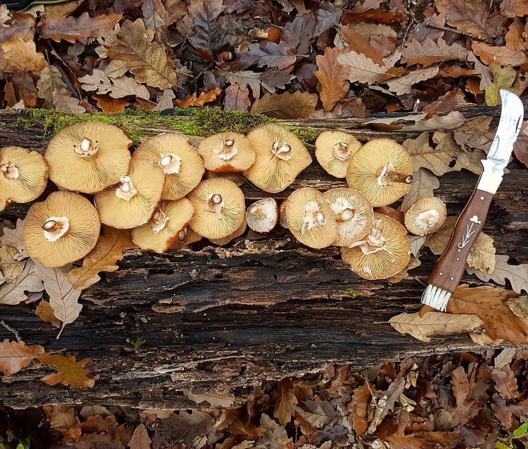 tuskógomba, vadóka, gyűjtögetés