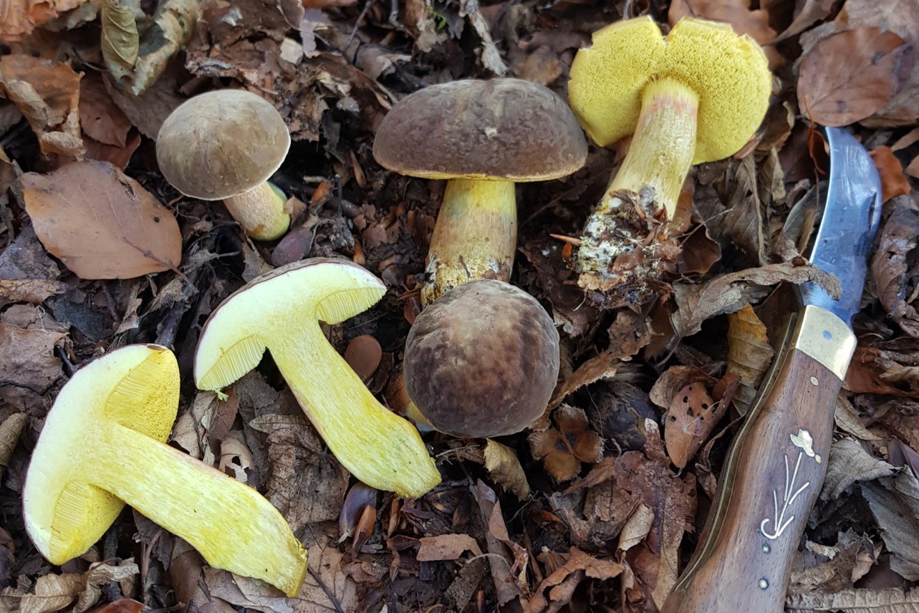 tinóru, gomba, vadóka