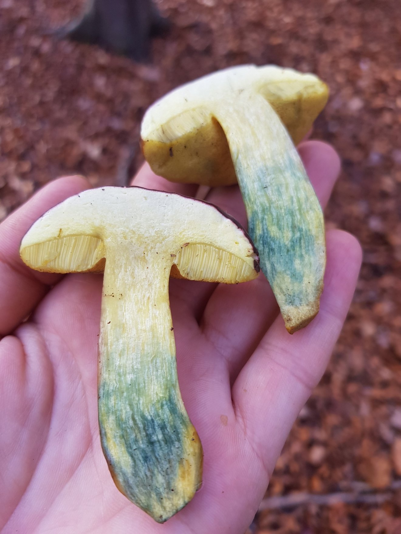 tinóru, gomba, vadóka