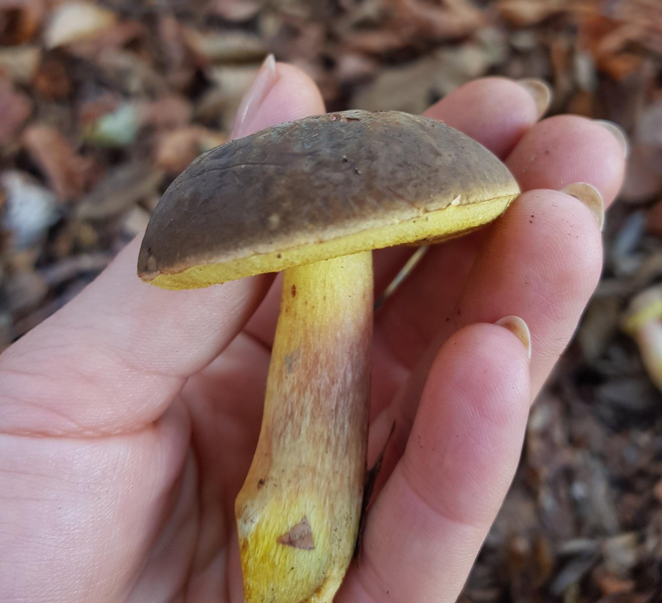 tinóru, gomba, vadóka