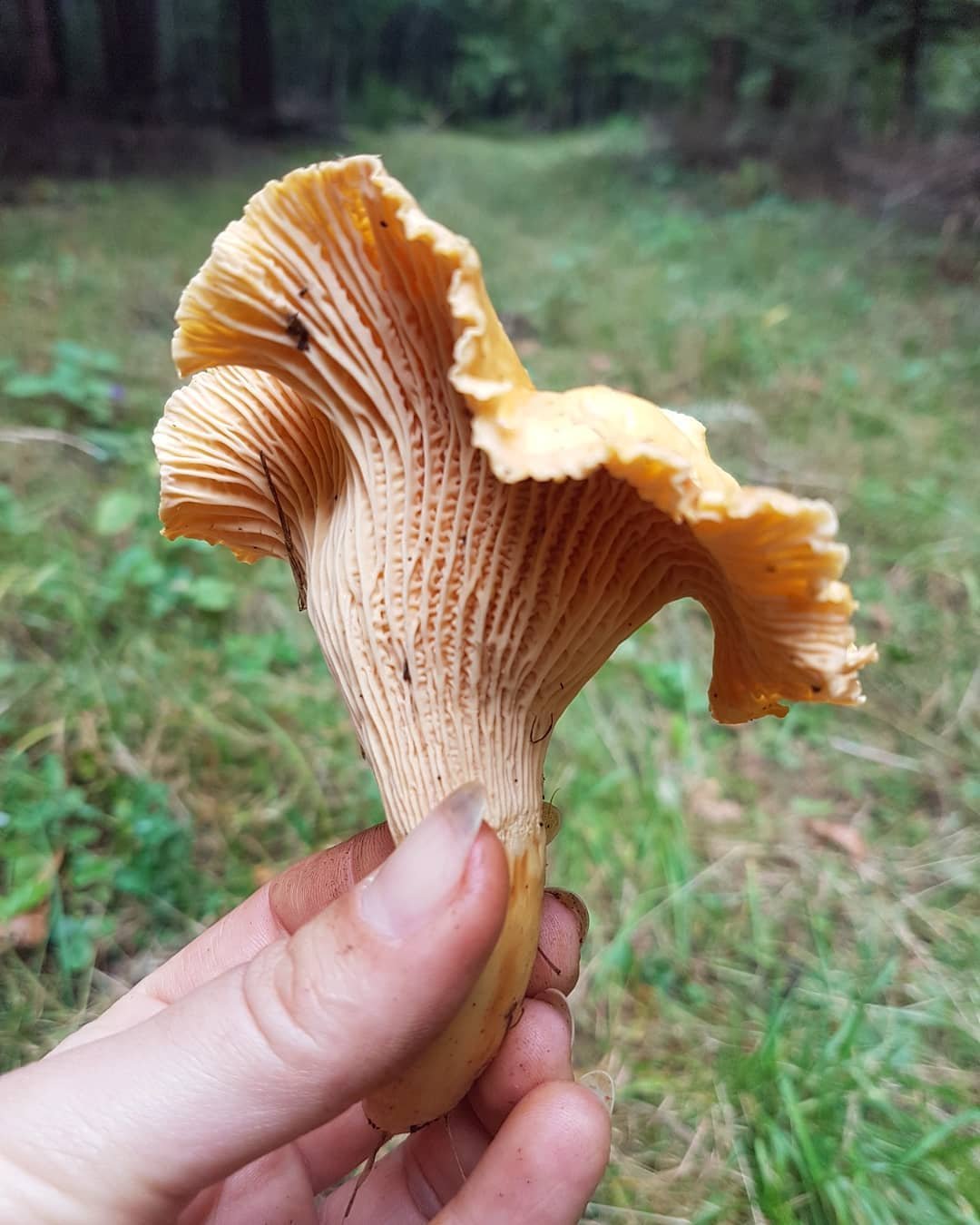 ibolyás rókagomba •  Fotó: Dakó Viola