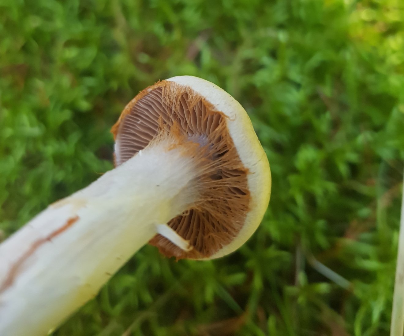 mérgező pókhálós gomba faj •  Fotó: Dakó Viola