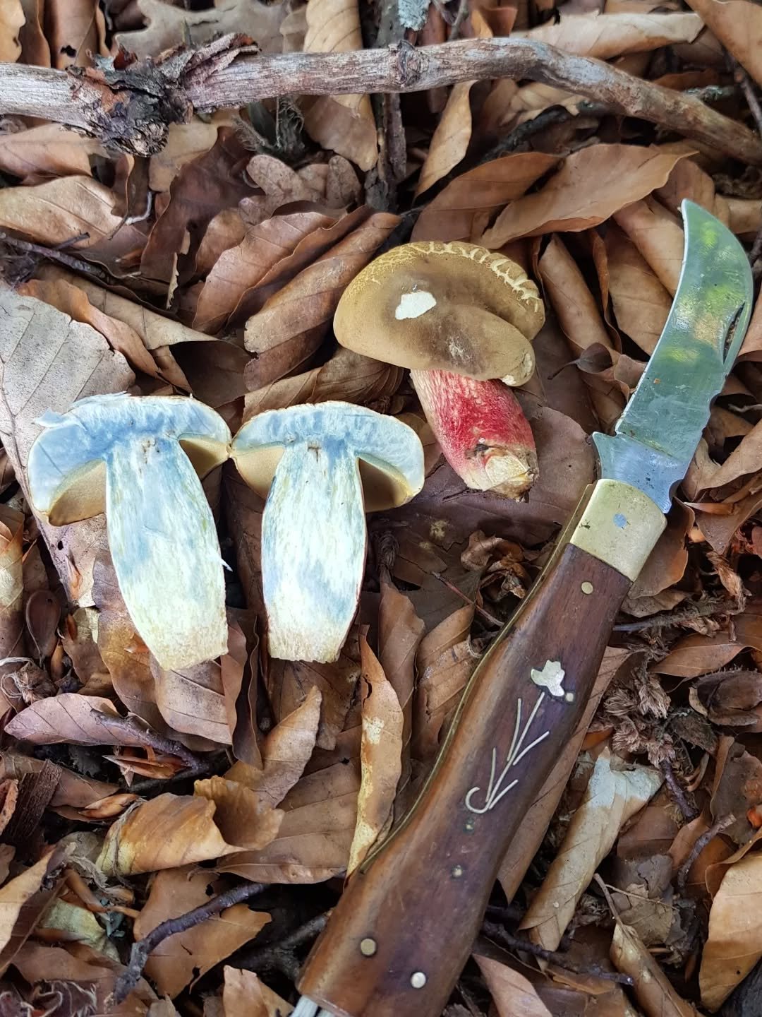 tinóru, gomba, vadóka