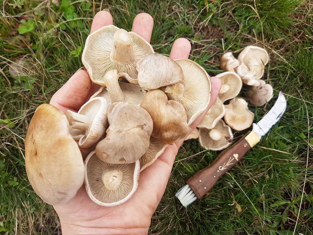 gomba, pereszke, vadóka, kosár, gyűjtögetés, ősz