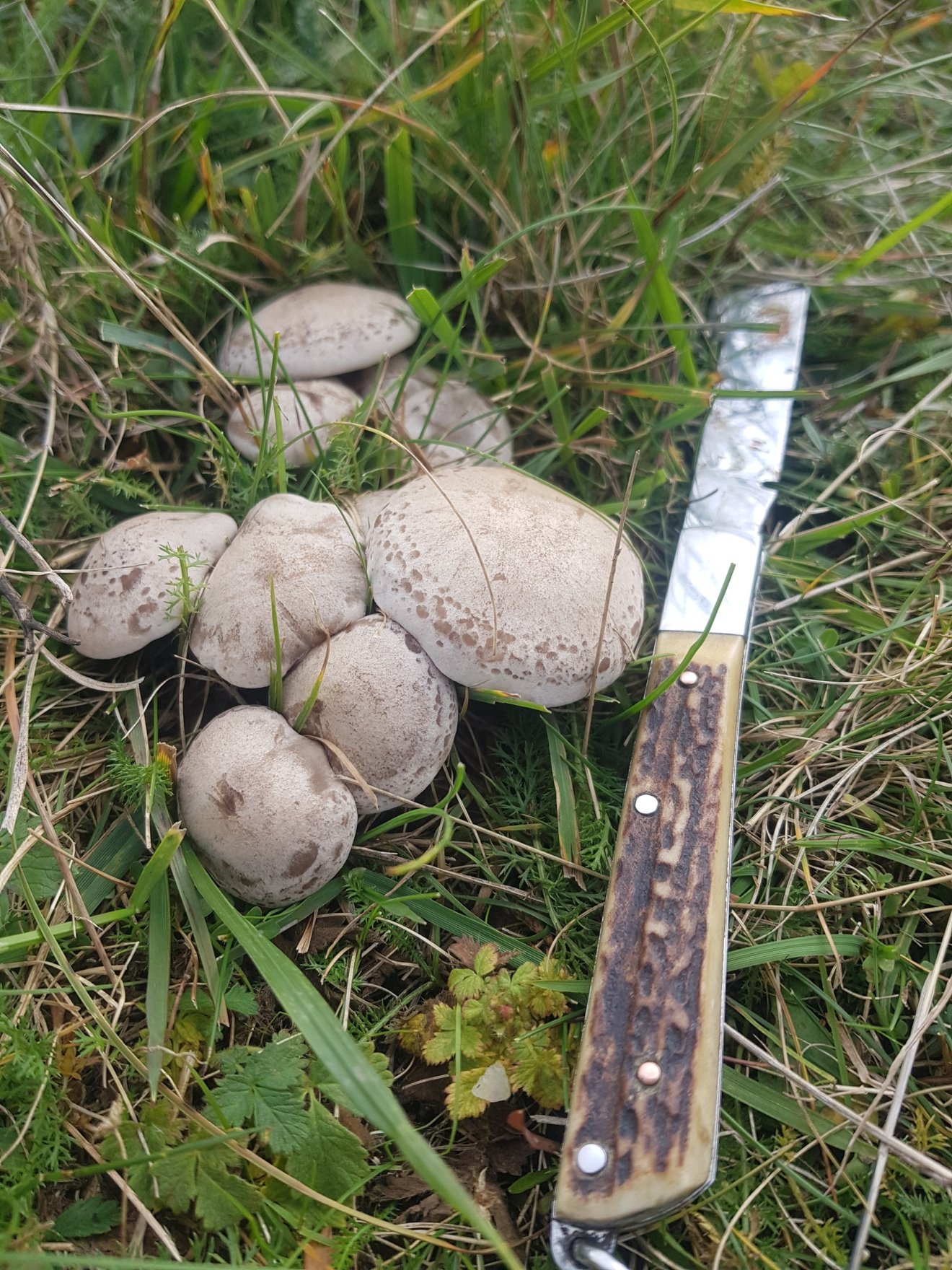 gomba, pereszke, vadóka, kosár, gyűjtögetés, ősz