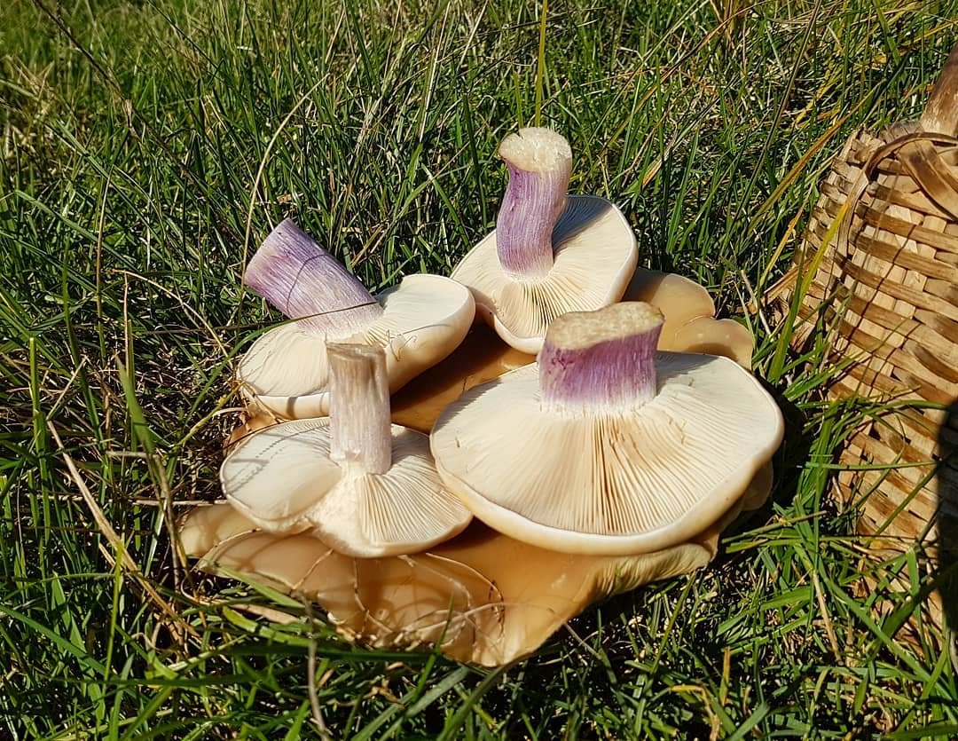 gomba, pereszke, vadóka, kosár, gyűjtögetés, ősz