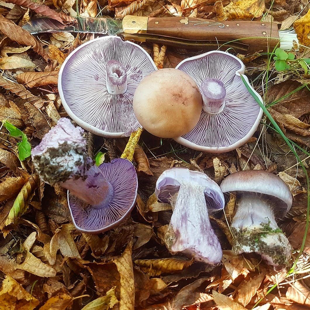 gomba, pereszke, vadóka, kosár, gyűjtögetés, ősz