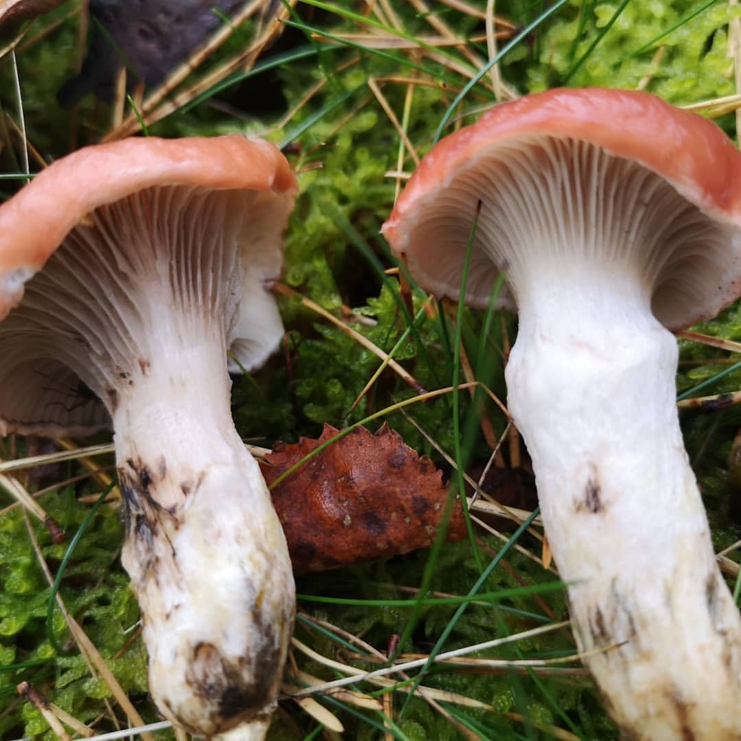 rózsaszínű nyálkásgomba •  Fotó: Dakó Viola