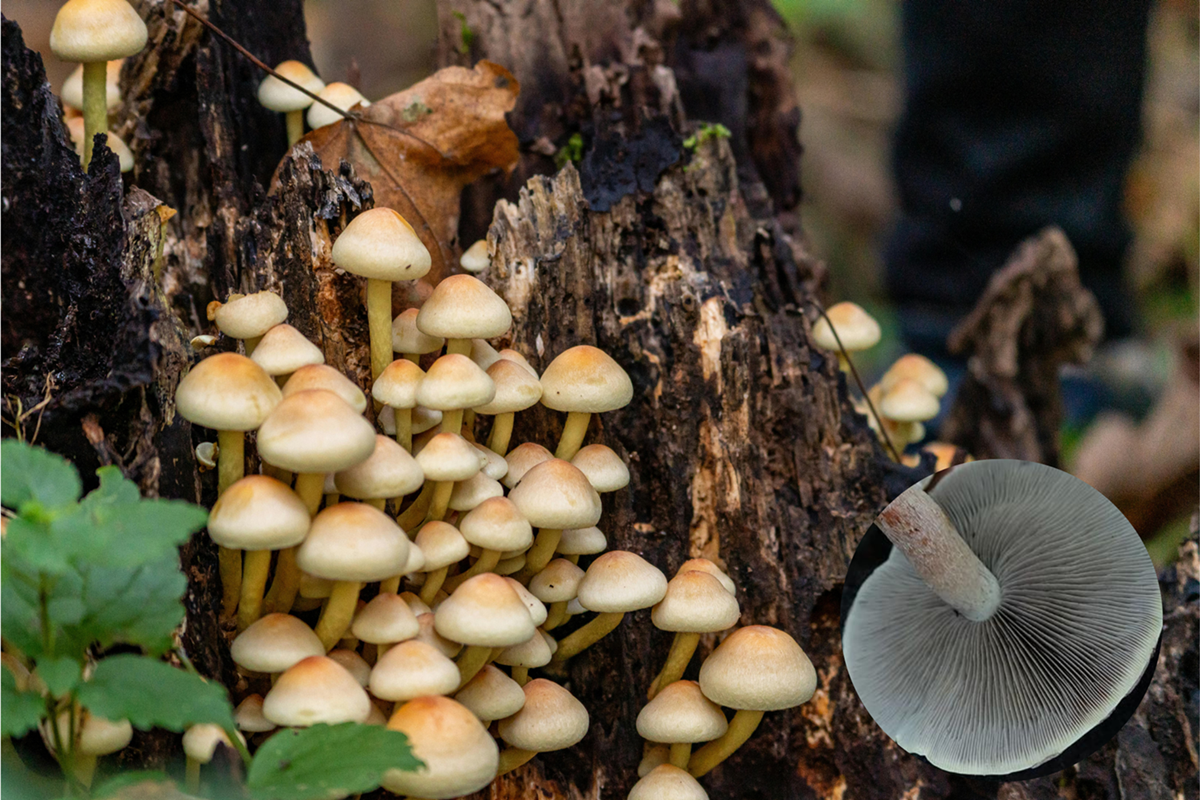 tuskógomba, vadóka, gyűjtögetés