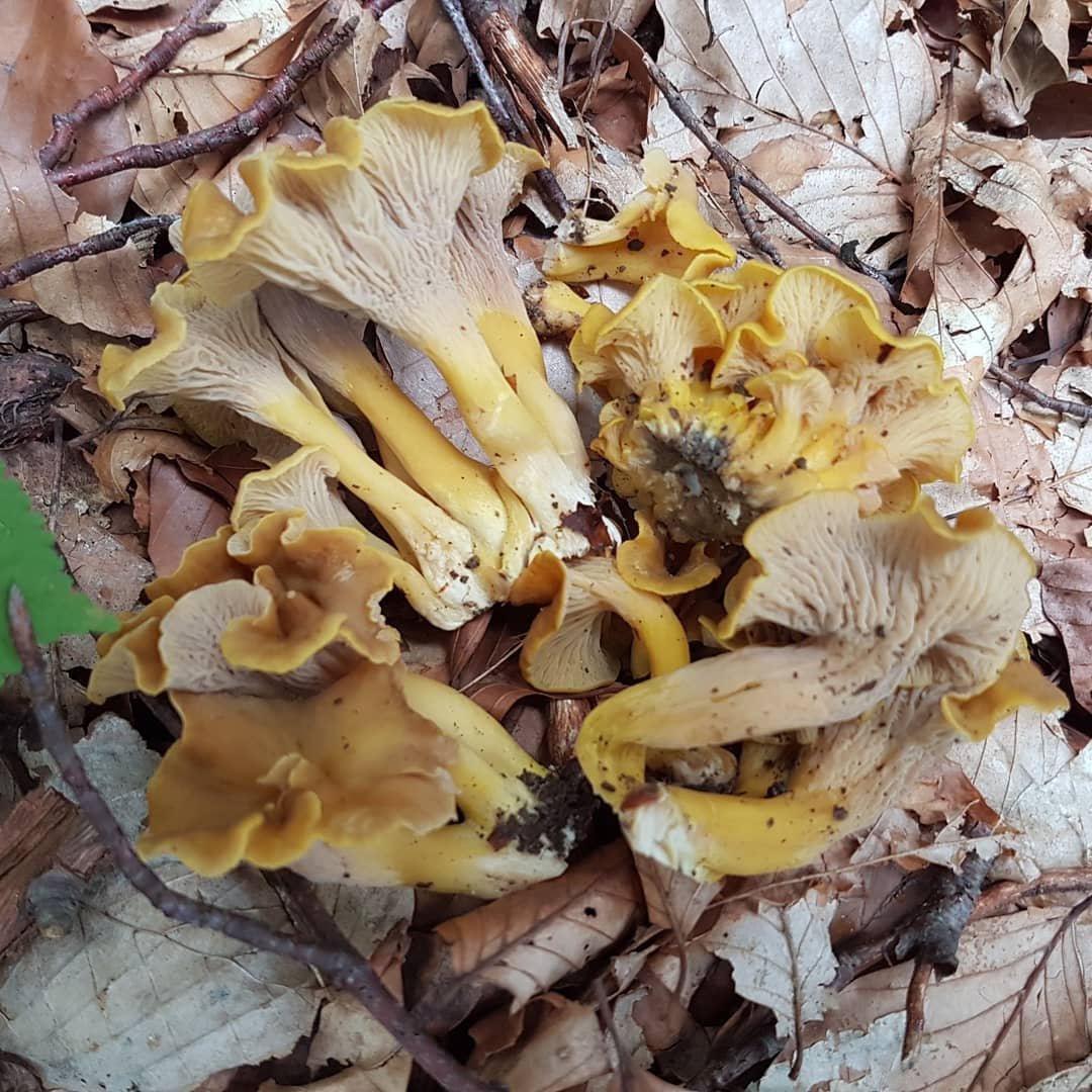 rókagomba, vadóka, gyűjtögetés, természet