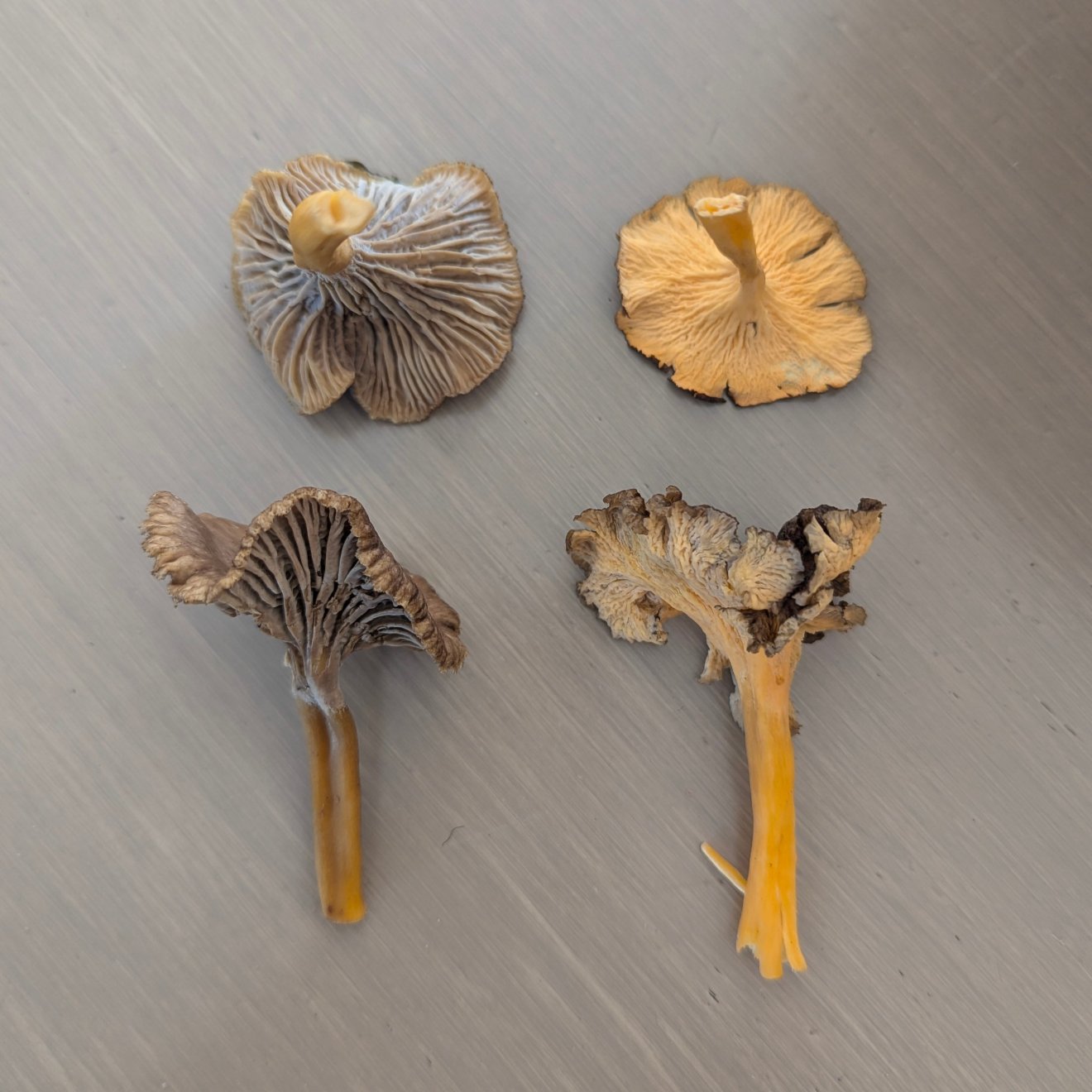 rókagomba, vadóka, gyűjtögetés, természet